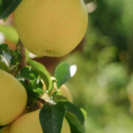 Golden Delicious Apples – Fresh from the High-Altitude Orchards of Himachal Pradesh