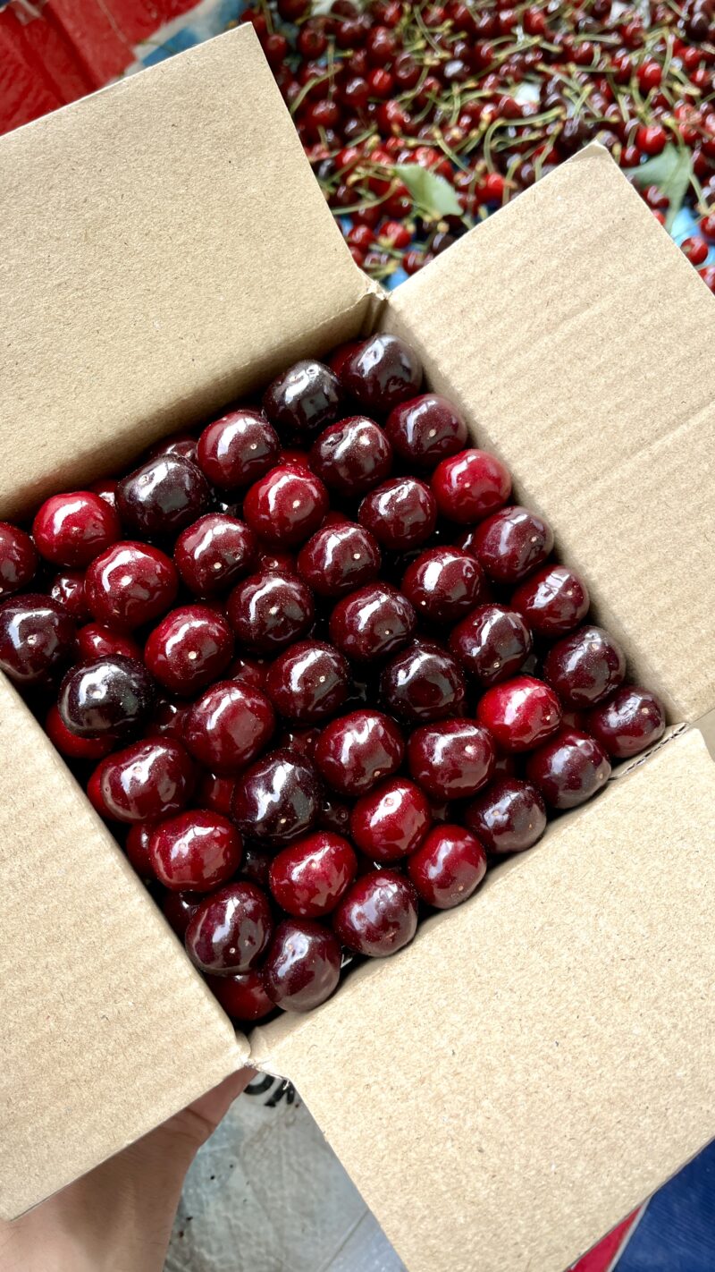 Fresh Organic Cherries – Sweet & Juicy from the Orchards of Himachal Pradesh